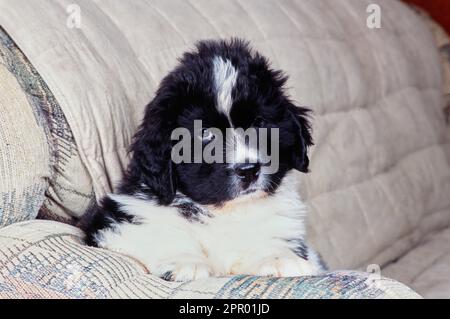 Süßer Welpe aus Neufundland, der auf der Armlehne der Couch sitzt Stockfoto