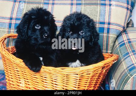 Zwei flauschige Neufundland Welpen, die mit der Pfote oben auf einem Korb aus Weidenkorb auf einer karierten Couch sitzen Stockfoto