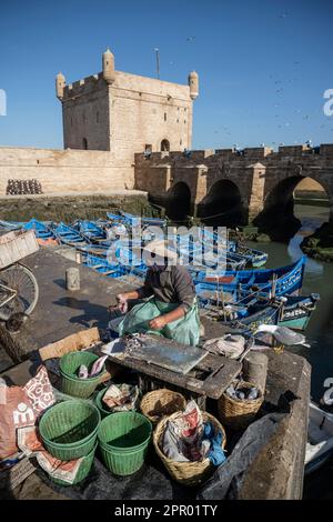 Fischer säubern Fische im Hafen von Essaouira neben den Stadtmauern. Stockfoto