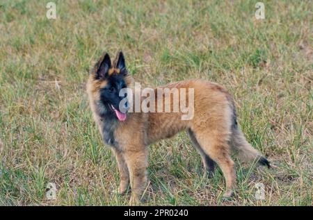 Junger belgischer Schäferhund, der im Gras steht, mit Kopf zur Seite Stockfoto