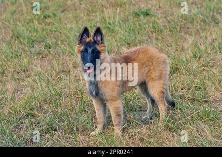 Junger belgischer Schäferhund, der draußen auf dem Feld mit ausgestreckter Zunge im Gras steht Stockfoto