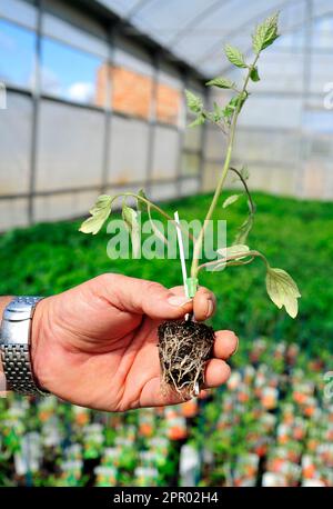 Landwirtschaftliches Gewächshaus eines italienischen Unternehmens: Arbeiter, der die Qualität des Tomatensämmens prüft Stockfoto