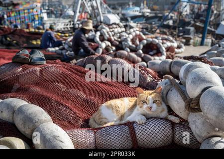 Katze, die auf einem Fischernetz im Hafen von Essaouira liegt. Stockfoto