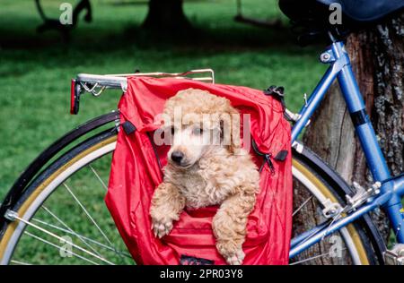 Mini-Pudel-Hündchen in einer Fahrradtasche Stockfoto