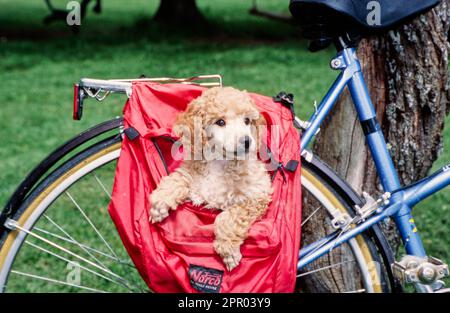 Mini-Pudel-Welpe in einer Fahrradtasche Stockfoto