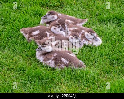 Ägyptische Gänse Alopochen aegyptiacus neu geschlüpfte Goslings.Norfolk Broads UK Stockfoto