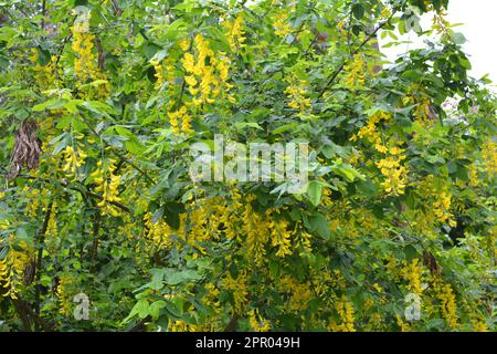 Im Frühling blüht ein dekorativer Laburnum-Busch in der Natur Stockfoto