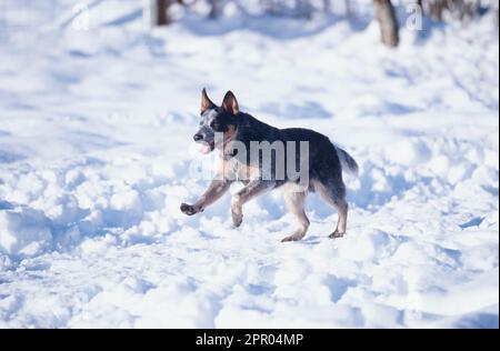 Australischer Rinderhund, der am kalten Wintertag durch den Schnee rennt Stockfoto