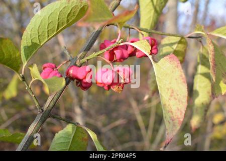 In der Natur reifte der Euonymus europaeus auf dem Zweig mit Kisten Stockfoto