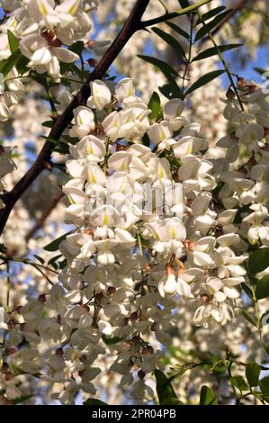 Im Frühling blühen weiße Akazien in freier Wildbahn Stockfoto