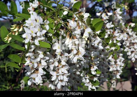 Im Frühling blühen weiße Akazien in freier Wildbahn Stockfoto