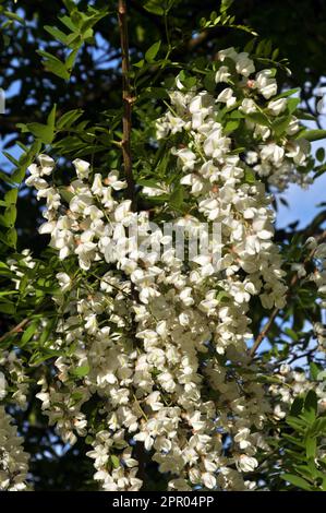 Im Frühling blühen weiße Akazien in freier Wildbahn Stockfoto