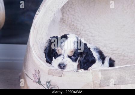 Amerikanischer Cocker Spaniel Welpe ruht mit Kinn auf beigefarbenem Hundebett Stockfoto