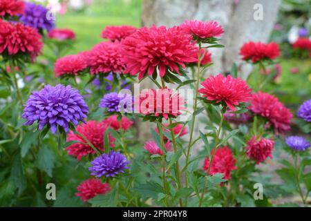 Aster blühen auf einem Blumenbeet im Garten Stockfoto