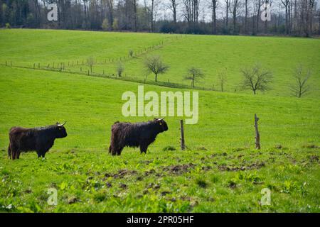 Schottisches Hochland-Vieh auf einer grünen Weide, schwarzes Vieh Stockfoto