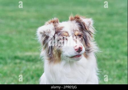 Nahaufnahme von Australian Shepherd Face im Feld Stockfoto