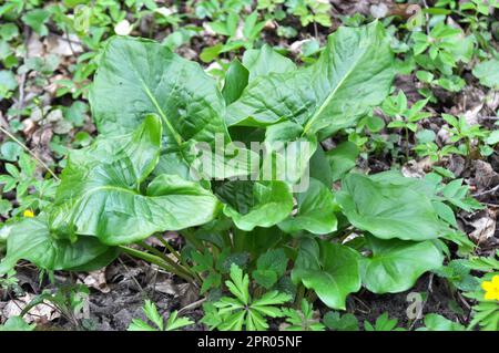 Arum (Arum besserianum) wächst im Wald im Frühjahr. Stockfoto