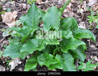 Arum (Arum besserianum) wächst im Wald im Frühjahr. Stockfoto