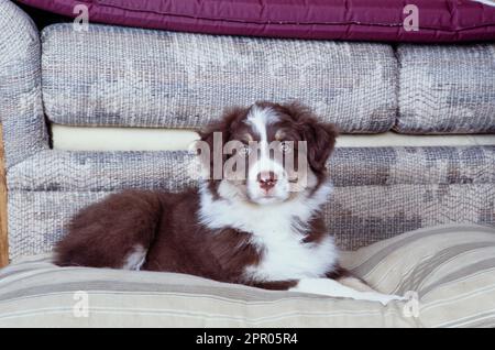 Australischer Schäferhund, der auf Decken neben der Couch liegt Stockfoto