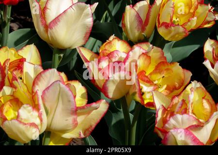 Doppelte frühe Tulpe, Tulipa 'Aquilla', Orange Tulpen Stockfoto