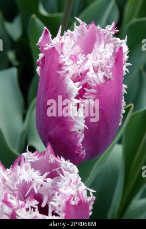 Fringed Tulip Group, Tulipa 'Cummins', Portrait of Bloom Stockfoto