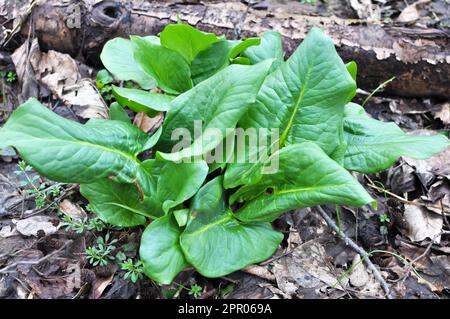 Arum (Arum besserianum) wächst im Wald im Frühjahr. Stockfoto