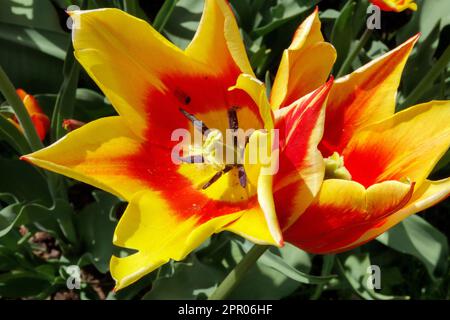 Tulpe mit Lilienblüten, Tulipa "Synaeda King", rote gelbe Tulpen Stockfoto