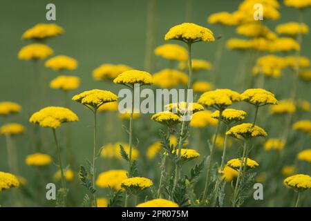 Yellow Fernleaf Yarrow, Achillea filipendulina 'Parkers Variety', Hardy, Perennial, Pflanzen, Garten Stockfoto