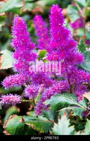 Violet Purple, Astilbe chinensis, Astilbe rubra „Vision in Red“ Stockfoto