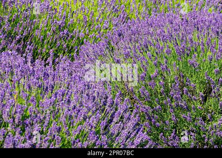 Englischer Lavendel, Lavandula angustifolia „Hidcote Blue“ Stockfoto
