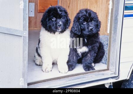 Zwei flauschige Neufundland Welpen, die in der Tür des Wohnmobils sitzen Stockfoto