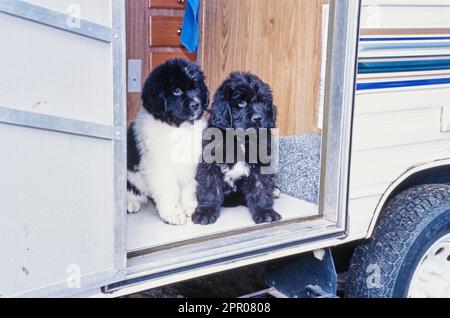 Zwei flauschige Neufundland Welpen, die in einem Wohnmobil sitzen Stockfoto