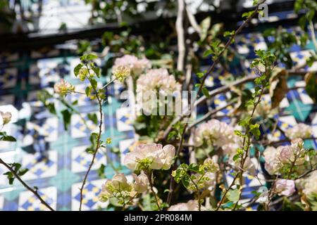 Lissabon, Portugal. 05. April 2023. Die Blüten der Drillinge blühen vor einem Haus mit Asulejos in Lissabons Altstadt. Kredit: Viola Lopes/dpa/Alamy Live News Stockfoto