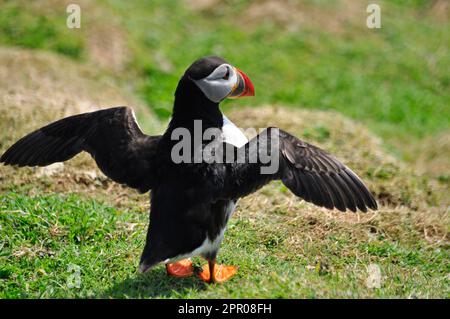 Puffin 'Fratercula Arctica' erscheint aus seinem Grasgraben und verbreitet seine Flügel auf der Insel Skomer vor der Küste von Pembrokeshire.Wales, Großbritannien Stockfoto