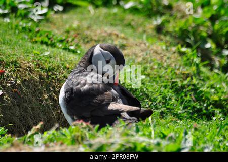 Puffin „Fratercula Arctica“ erscheint aus seinem Grasgraben und putzt seine Flügel bereit für den Flug auf der Insel Skomer vor der Pembrokeshire coa Stockfoto