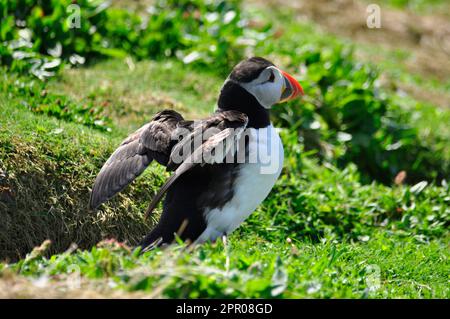 Puffin 'Fratercula Arctica' erscheint aus seinem Grasgraben und verbreitet seine Flügel auf der Insel Skomer vor der Küste von Pembrokeshire.Wales, Großbritannien Stockfoto