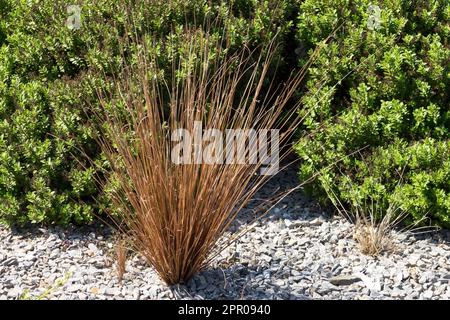 Carex, Hebe, Carex buchananii „Roter Hahn“, Gras, Schottergarten, Gras Stockfoto