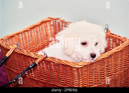 Bichon Frise Hündchen im Korb Stockfoto