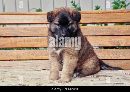 Der belgische Schäferhund sitzt draußen auf einer Holzbank vor der getäfelten Wand Stockfoto