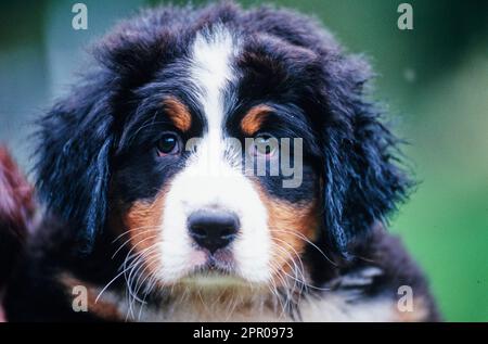 Nahaufnahme des Berner Hündchens Stockfoto