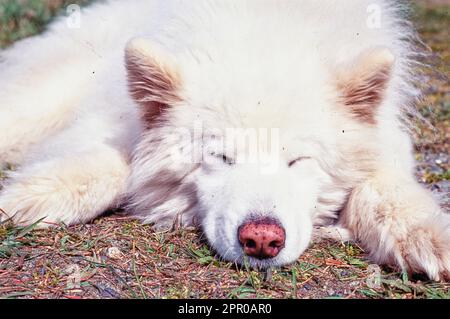 Samoyed schläft auf dem Boden Stockfoto
