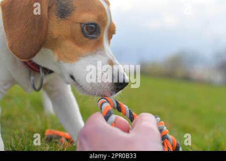 Süßes Beagle-Hündchen mit Hundespielzeug-Seil. Hündchen mit Besitzer auf Wiese. Stockfoto