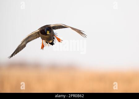 Ein Drake Mallard landet am Herbsttag in South Dakota in den Ködern. Stockfoto