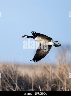 Canada Gänse in South Dakota Stockfoto