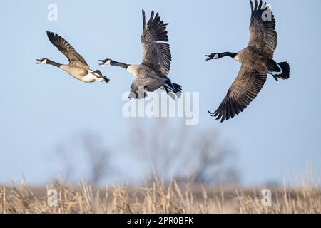 Canada Gänse in South Dakota Stockfoto