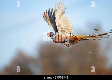 Ein Hahnfasan im Flug an einem späten Wintertag Stockfoto