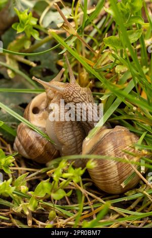 Zwei Schnecken paaren sich im Garten Stockfoto