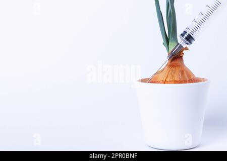 Pflanzen im Labor anbauen. Grüne Zwiebeln auf weißem Hintergrund. Pestizide, Herbizide und Düngemittel für die Pflanzenernährung. Stockfoto