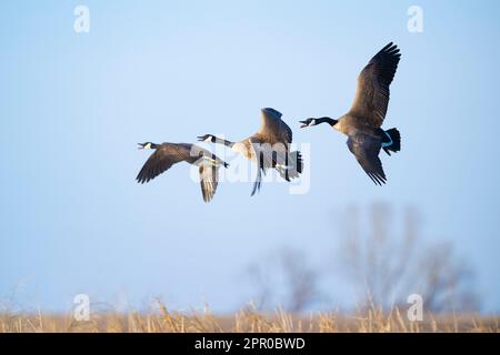 Canada Gänse in South Dakota Stockfoto