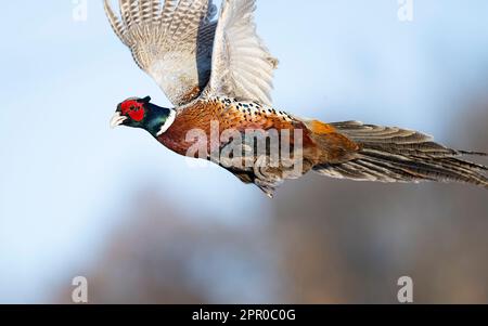 Ein Hahnfasan im Flug an einem späten Wintertag Stockfoto